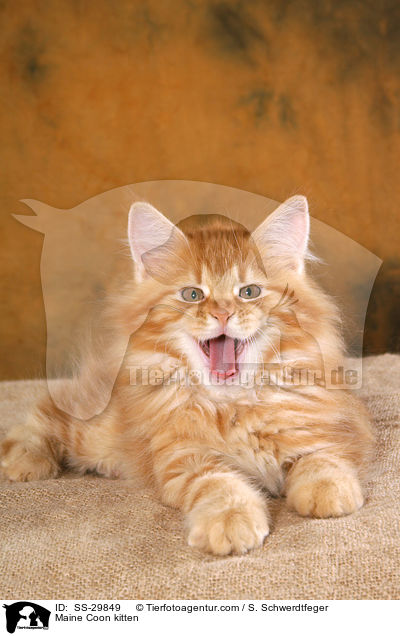 Maine Coon kitten / SS-29849