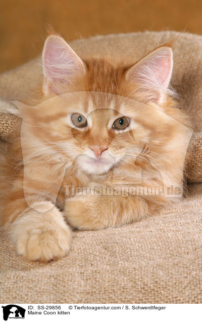 Maine Coon kitten / SS-29856