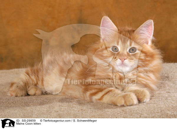 Maine Coon kitten / SS-29859
