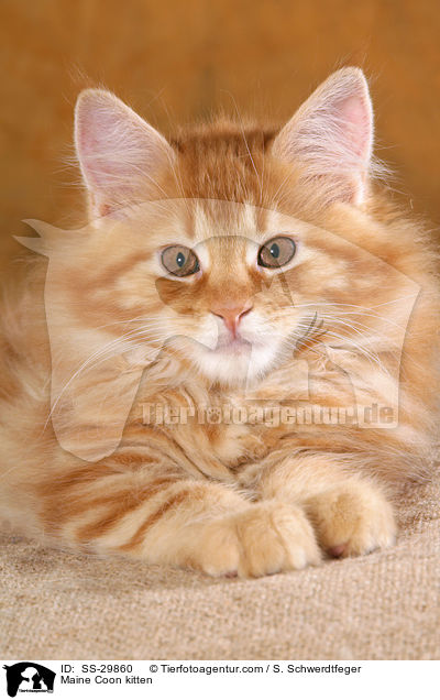 Maine Coon Ktzchen / Maine Coon kitten / SS-29860