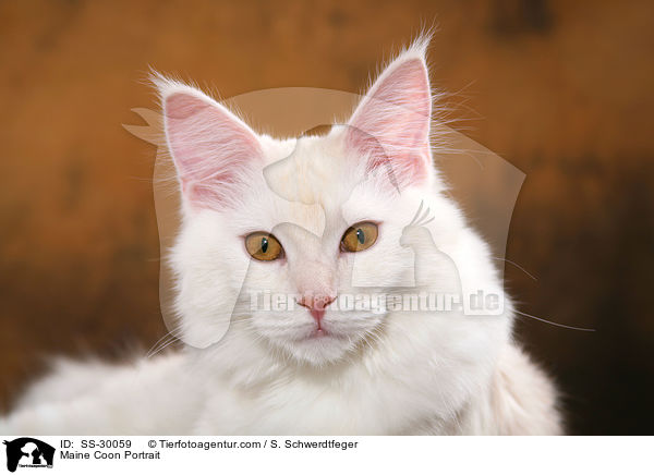 Maine Coon Portrait / Maine Coon Portrait / SS-30059