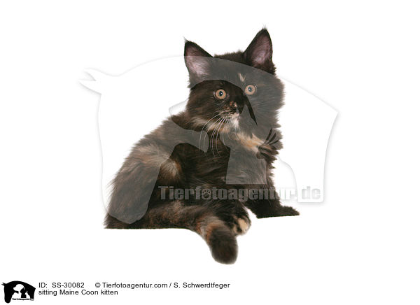 Maine Coon Ktzchen / Maine Coon kitten / SS-30082