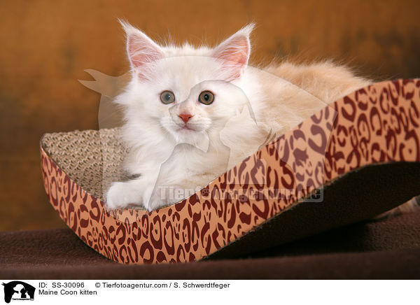 Maine Coon Ktzchen / Maine Coon kitten / SS-30096