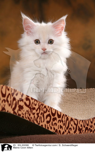 Maine Coon Ktzchen / Maine Coon kitten / SS-30098