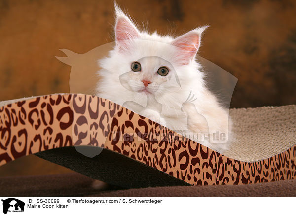 Maine Coon Ktzchen / Maine Coon kitten / SS-30099