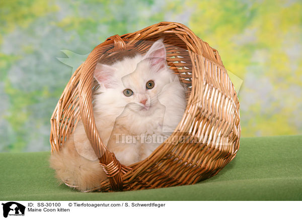 Maine Coon Ktzchen / Maine Coon kitten / SS-30100