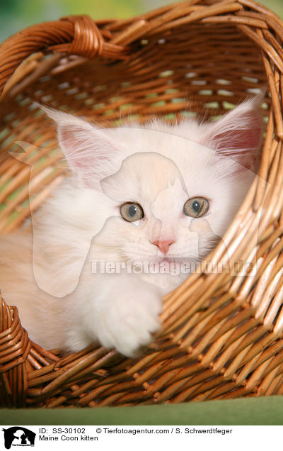 Maine Coon Ktzchen / Maine Coon kitten / SS-30102