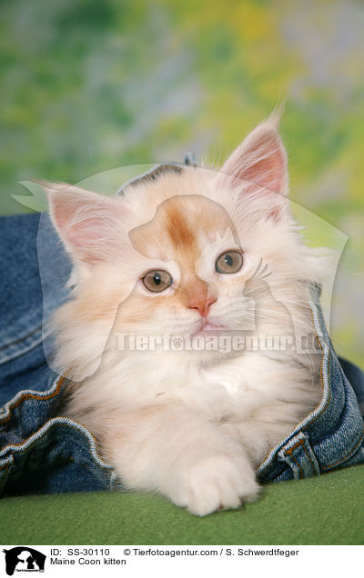 Maine Coon kitten / SS-30110