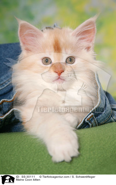 Maine Coon kitten / SS-30111