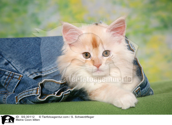 Maine Coon kitten / SS-30112