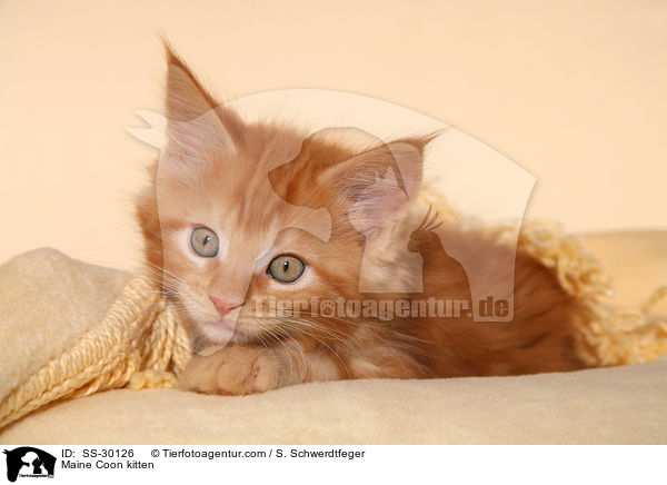 Maine Coon kitten / SS-30126