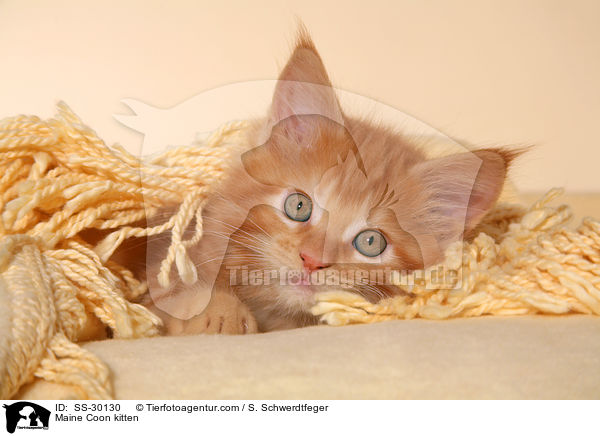 Maine Coon kitten / SS-30130