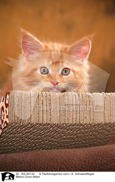 Maine Coon kitten / SS-30132