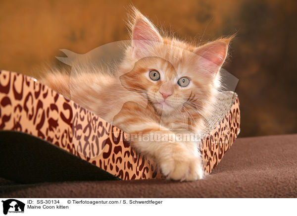 Maine Coon Ktzchen / Maine Coon kitten / SS-30134