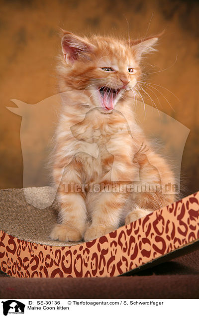 Maine Coon Ktzchen / Maine Coon kitten / SS-30136