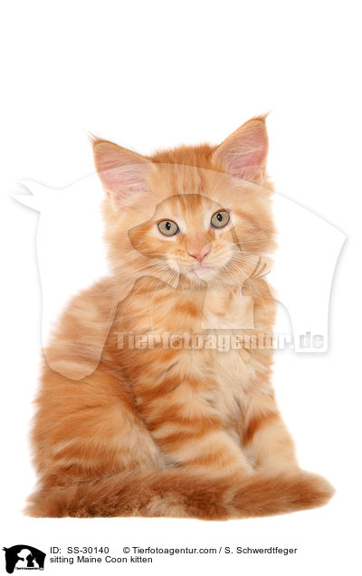 Maine Coon Ktzchen / Maine Coon kitten / SS-30140