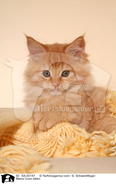 Maine Coon Ktzchen / Maine Coon kitten / SS-30147