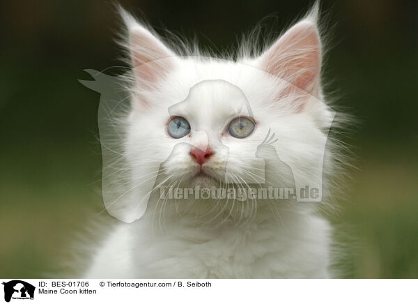 Maine Coon Ktzchen / Maine Coon kitten / BES-01706