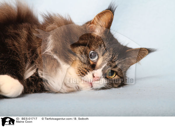 Maine Coon / BES-01717