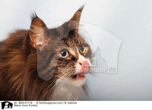 Maine Coon Portrait / Maine Coon Portrait / BES-01718