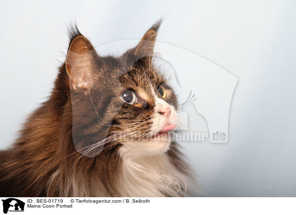 Maine Coon Portrait / Maine Coon Portrait / BES-01719