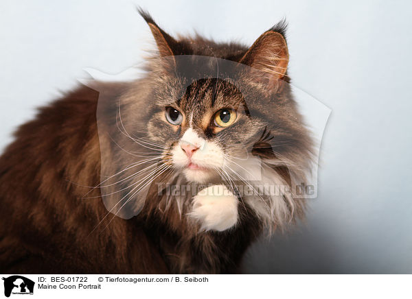 Maine Coon Portrait / BES-01722