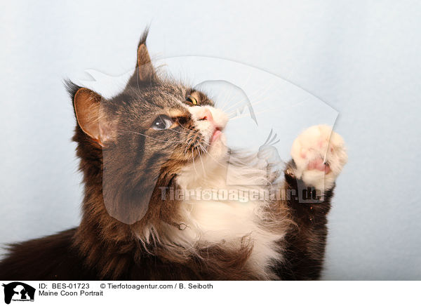 Maine Coon Portrait / Maine Coon Portrait / BES-01723