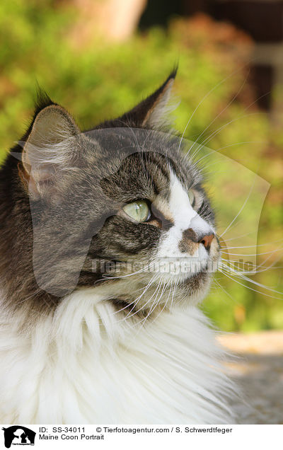 Maine Coon Portrait / SS-34011