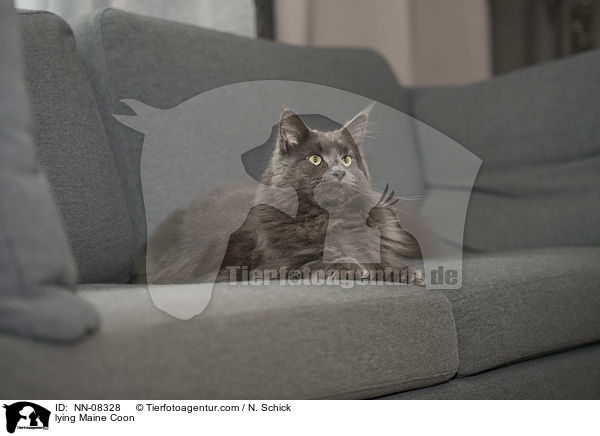 lying Maine Coon / NN-08328