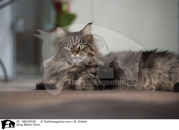 lying Maine Coon / NN-08330