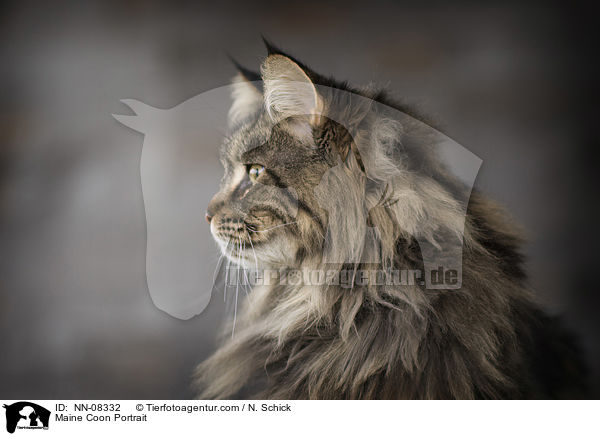 Maine Coon Portrait / NN-08332