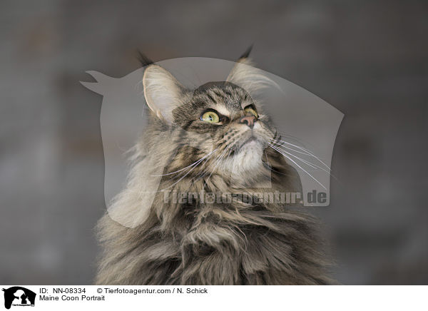 Maine Coon Portrait / NN-08334