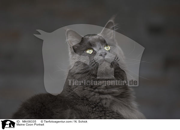 Maine Coon Portrait / NN-08335