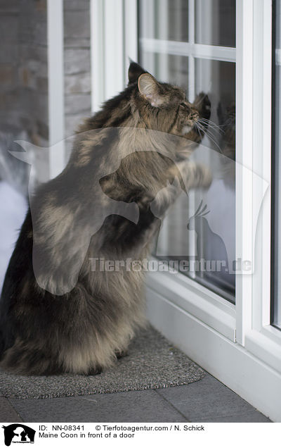 Maine Coon in front of a door / NN-08341
