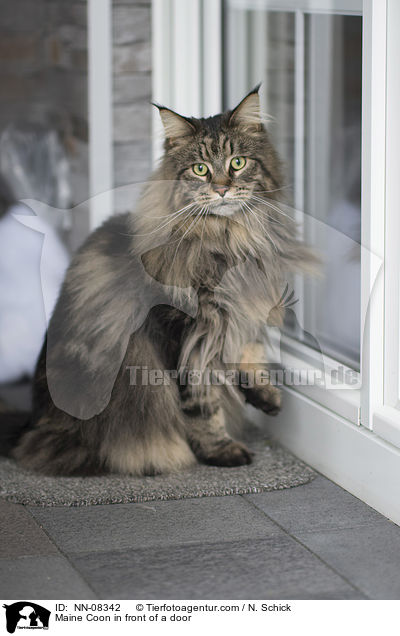 Maine Coon in front of a door / NN-08342