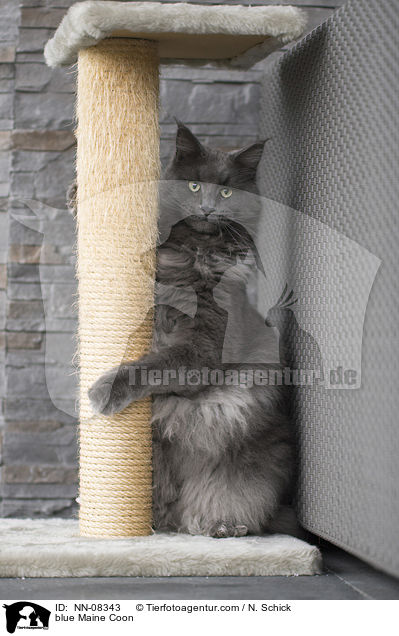 blue Maine Coon / NN-08343