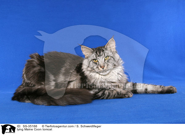 lying Maine Coon tomcat / SS-35166
