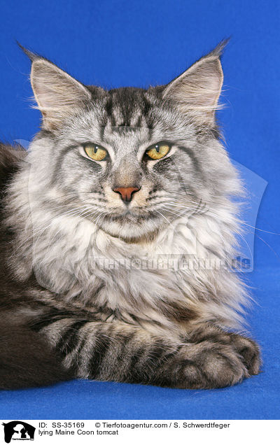 lying Maine Coon tomcat / SS-35169
