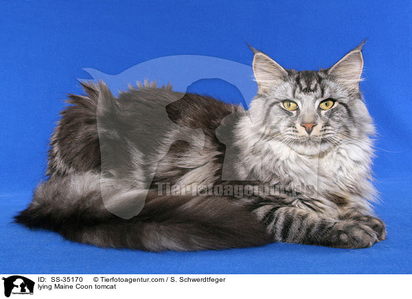 lying Maine Coon tomcat / SS-35170