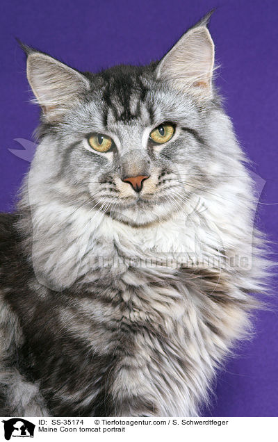 Maine Coon tomcat portrait / SS-35174