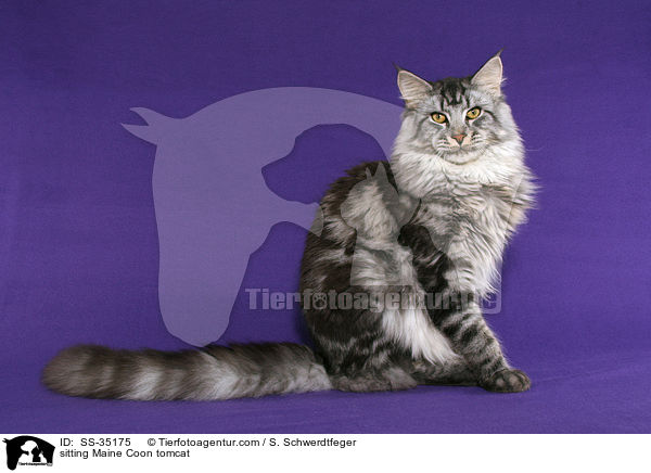 sitting Maine Coon tomcat / SS-35175