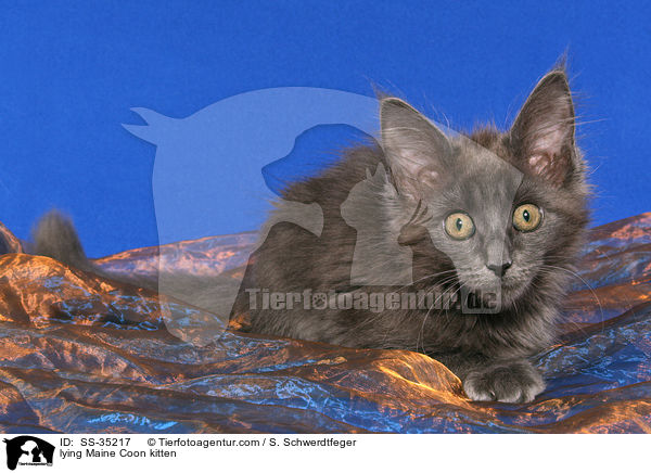 lying Maine Coon kitten / SS-35217