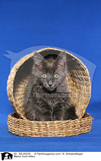 Maine Coon kitten / SS-35225