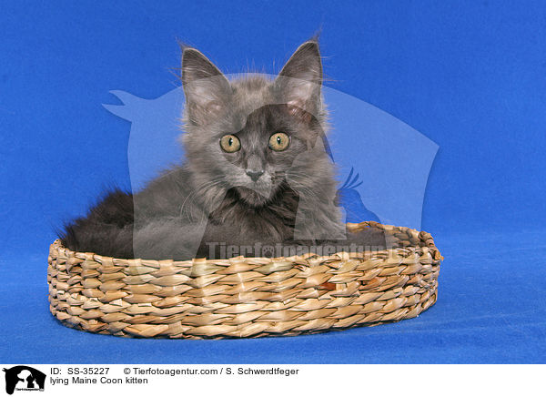 lying Maine Coon kitten / SS-35227