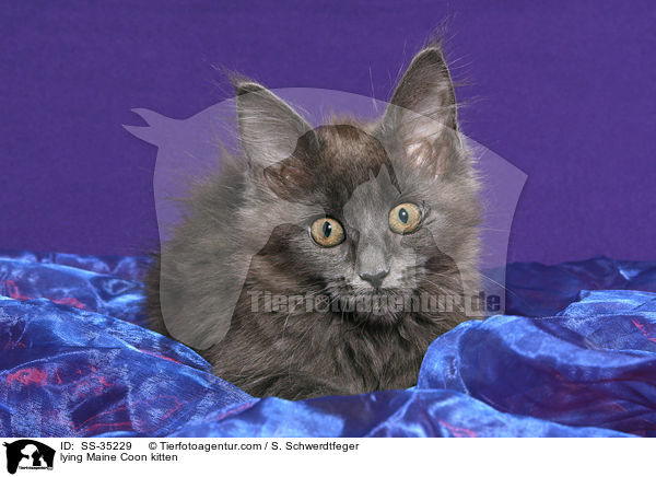 lying Maine Coon kitten / SS-35229