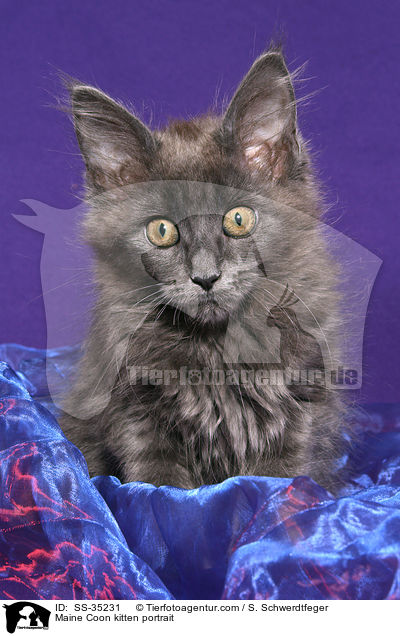 Maine Coon Ktzchen Portrait / Maine Coon kitten portrait / SS-35231