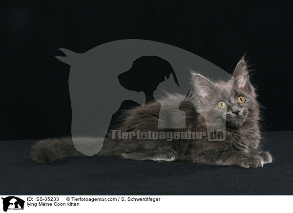 lying Maine Coon kitten / SS-35233