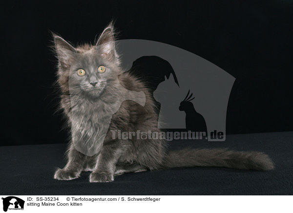 sitting Maine Coon kitten / SS-35234