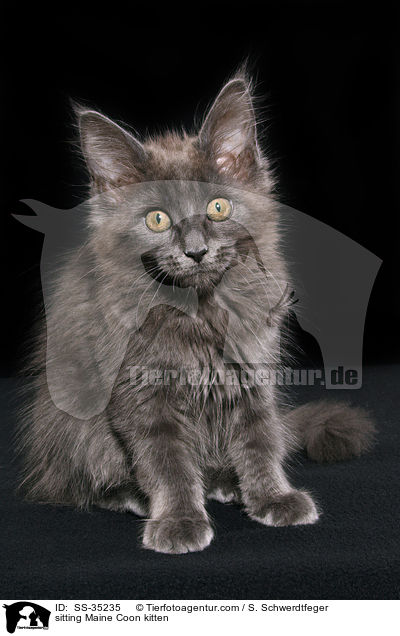 sitting Maine Coon kitten / SS-35235