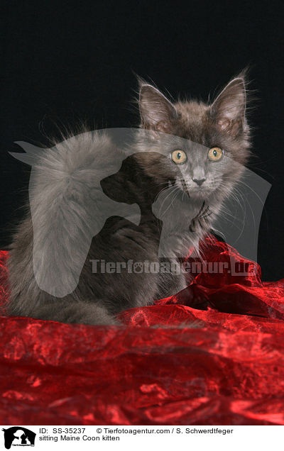 sitting Maine Coon kitten / SS-35237